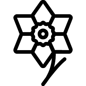 Narzisse